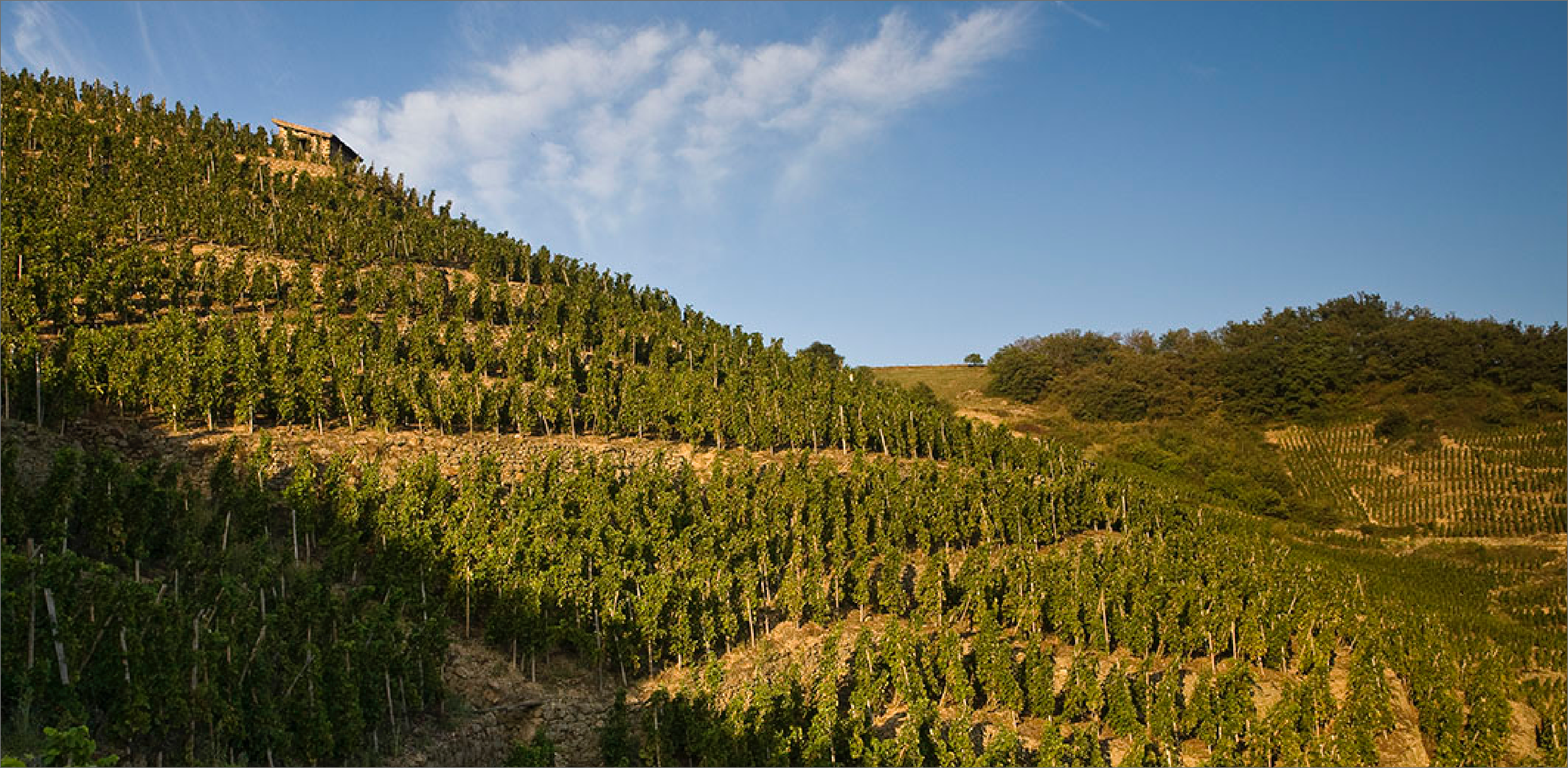 vignes verso