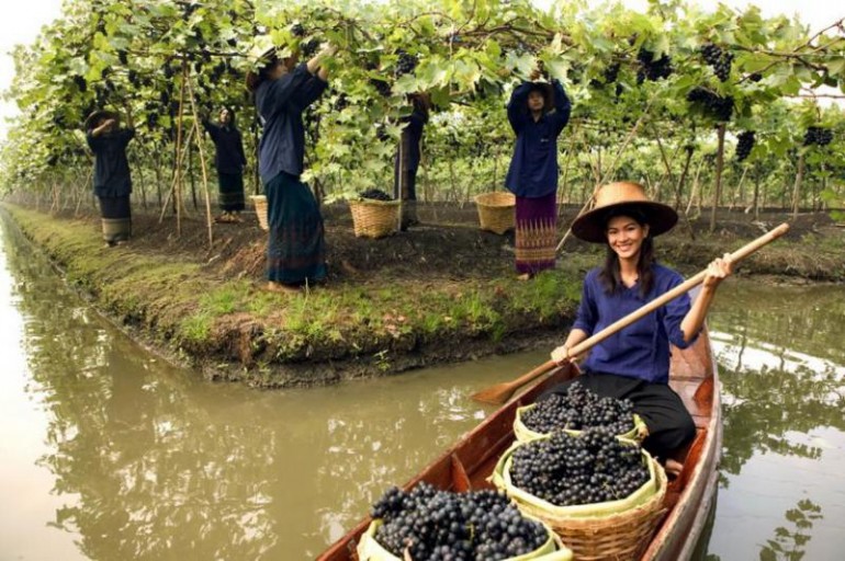 Siam Winery Floating Vineyards